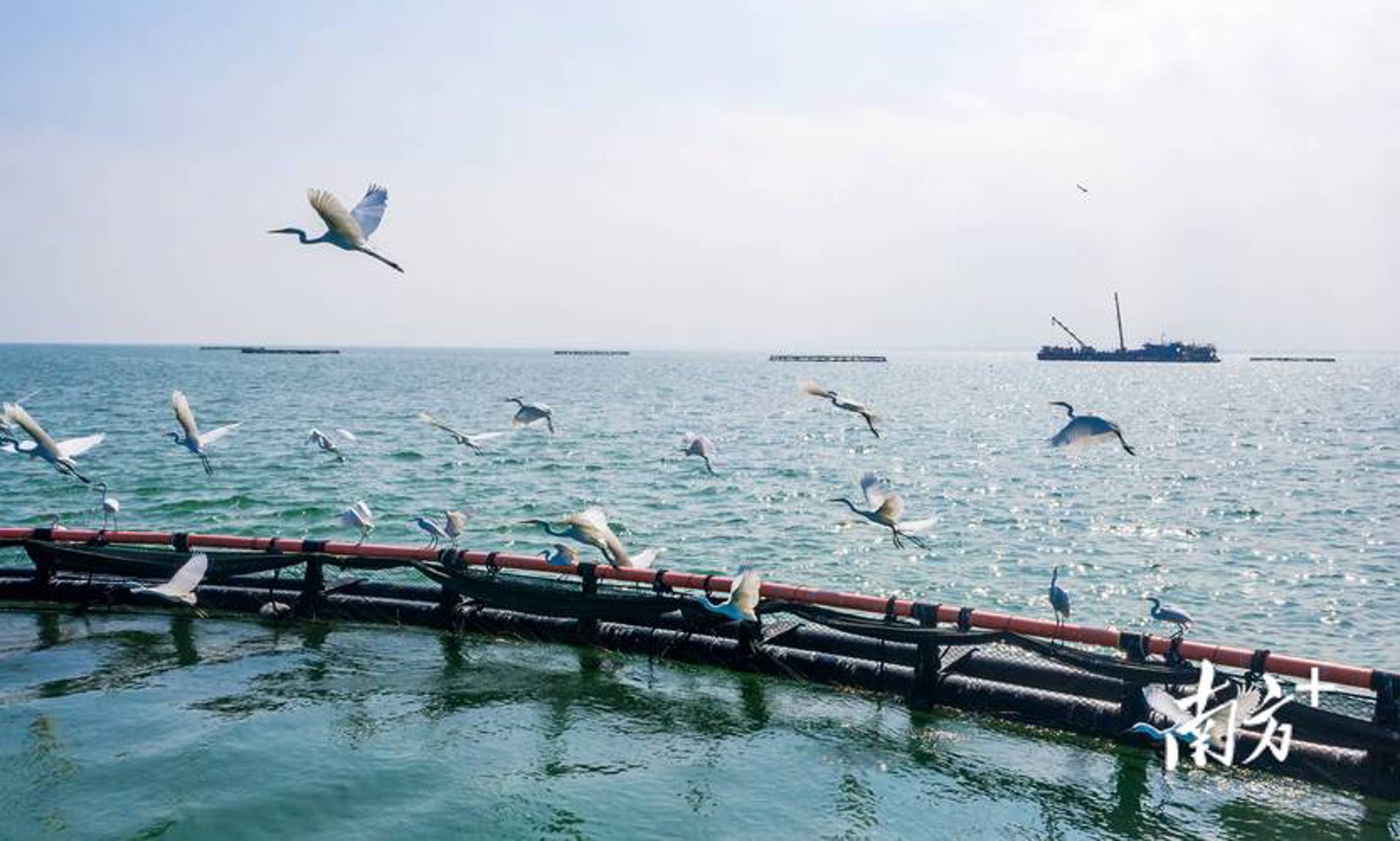 海茂薯业